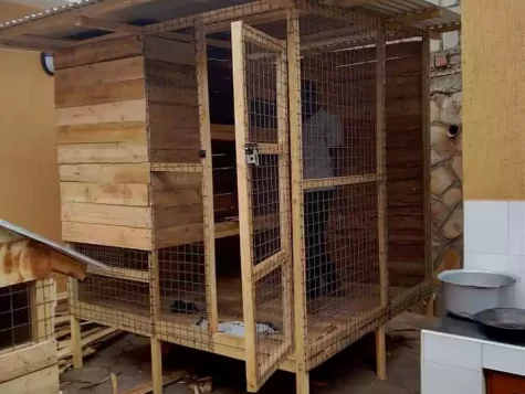 animal cage setup services 10