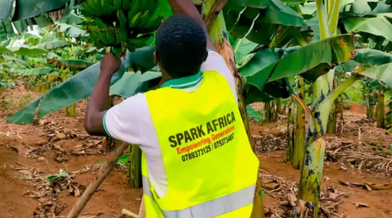 banana plantation farm 3 1