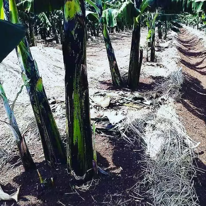 banana plantation farm 8