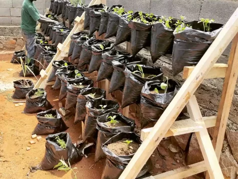 seeds seedlings 19