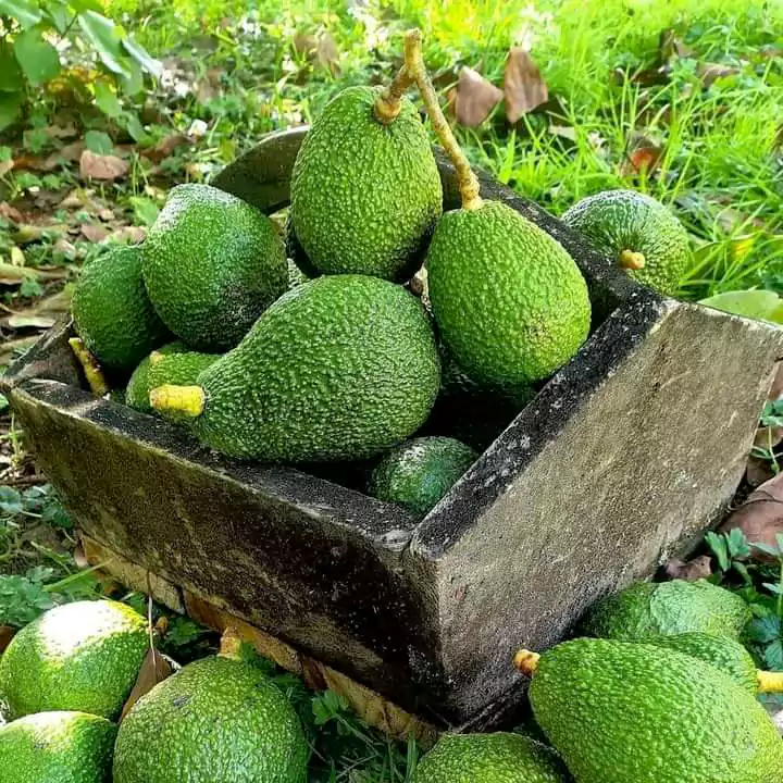 Earn Extra Millions From Growing Hass Avocado in 1 Acre. 16 Earn Extra Millions From Growing Hass Avocado in 1 Acre.