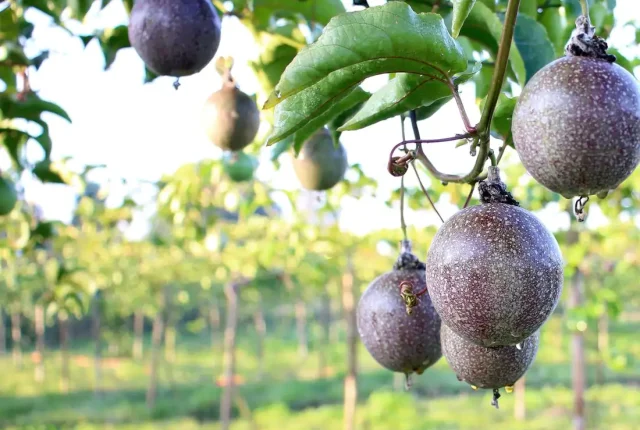 Earn Millions From Growing Passion Fruits