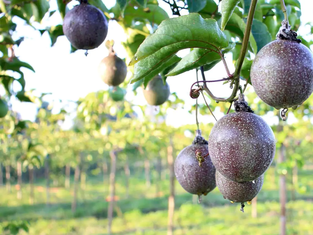 Earn Millions From Growing Passion Fruits